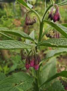 tataneasa(Symphytum officinale)