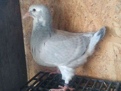 ; Sfârșit de aprilie 2022
