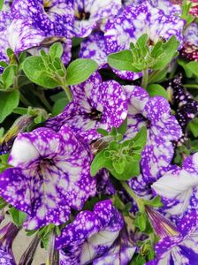 Petunia night sky