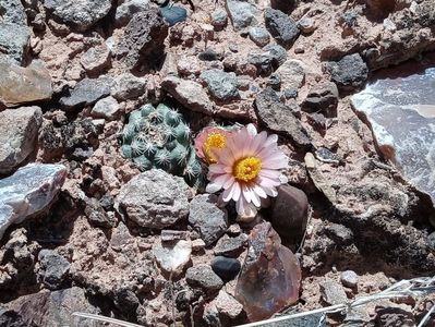 Pediocactus despainii, in situ, Utah