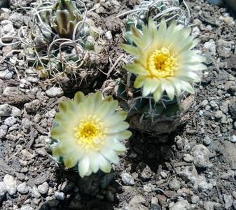 Navajoa peeblesianus v. fickeisenii, Marble Canyon, Az