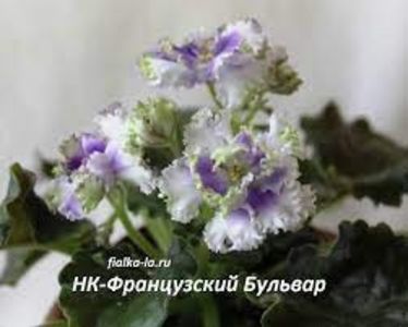 НК-Французский Бульвар