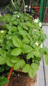 fragaria vesca