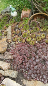 sempervivum