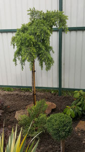 cedrus deodara feeling blue