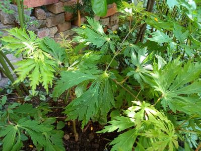 Acer japonicum Dancing Pecock, "Mai kujaku"
