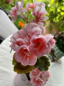 8DB677AA-7D74-4DD2-AC30-44CC3D78596E