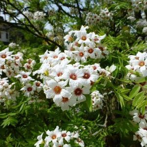 xanthoceras-sorbifolium; arbust,flori aprilie-mai,infloreste bine in soare,sol argilos,rezista la seceta,zona 4-8,se inmulteste si din seminte care se tin in apa 24 ore
