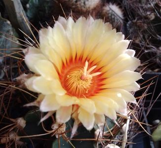 Astrophytum ornatum