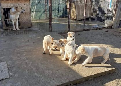 41C36099-D993-401B-B58F-F660D3A2D44D