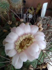 Gymnocalycium saglionis