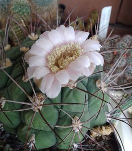 Gymnocalycium saglionis