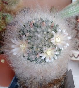 Mammillaria bocasana