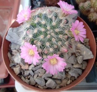 mammillaria laui dasyacantha