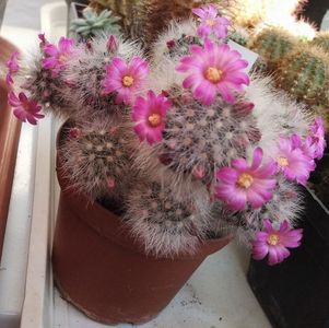 Mammillaria laui dasyacantha