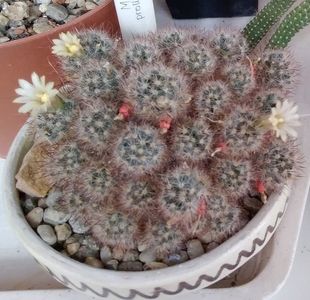 Mammillaria prolifera ssp texana