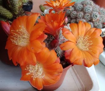 Rebutia heliosa v solisoides