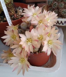 Rebutia cv Sunrise