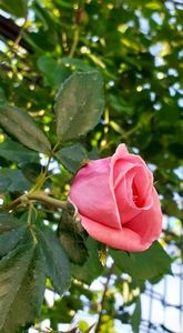 Primul inflorit , Coral Dawn ❤