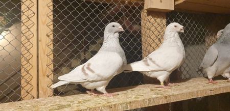 rono + budincuta; Budincuta vanduta
