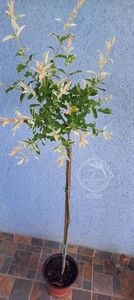 salcie salix hakuro nishiki japanska 3
