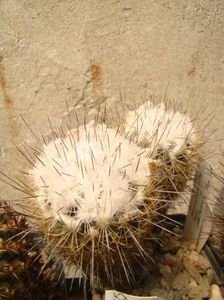 Turbinicarpus mandragora ssp pailanuss