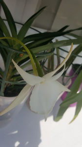 angraecum "Lady Lisa"x sesquipedale; Anul 2022 a adus  treia inflorire pentru Lady Lisa. Un parfum ca de crin imperial.
