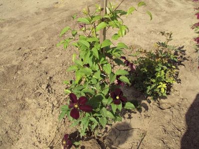 Clematis 10