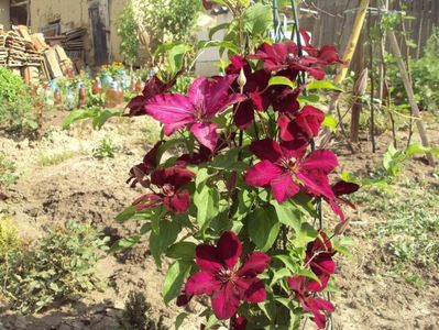 Clematis 14