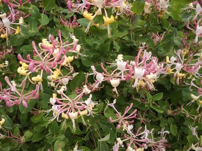 lonicera gold flame