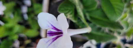 ; Streptocarpusi  35 lei

