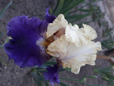 Boysberry buttercup