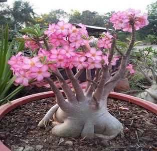 Adenium