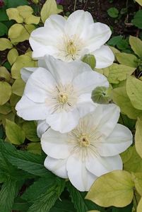 ; Clematis Guersney Cream
