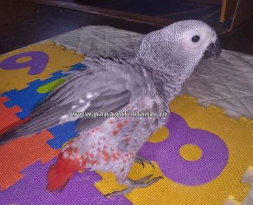 African Grey Red Factor; #papagaliblanzi Jako
