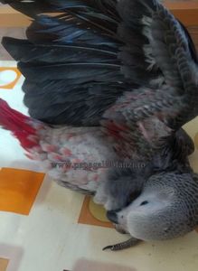 #papagaliblanzi Jako; African Grey Red Factor
