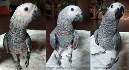 #papagaliblanzi Jako; African Grey Red Factor
