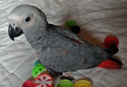 #papagaliblanzi Jako; African Grey Red Factor
