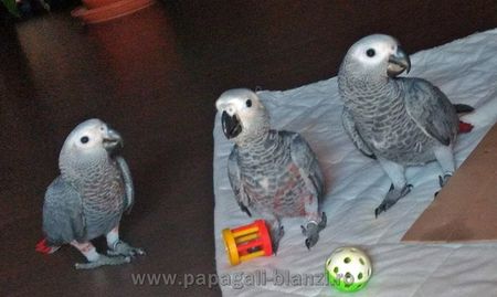 #papagaliblanzi Jako; African Grey Red Factor
