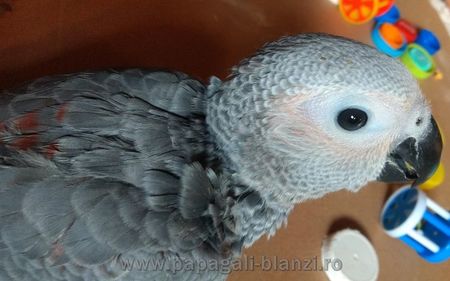 #papagaliblanzi Jako; African Grey Red Factor
