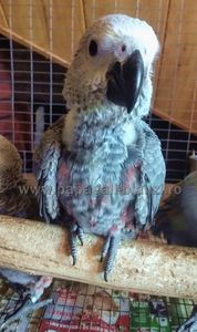 #papagaliblanzi Jako; African Grey Red Factor
