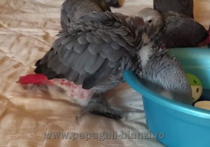 #papagaliblanzi Jako; African Grey Red Factor
