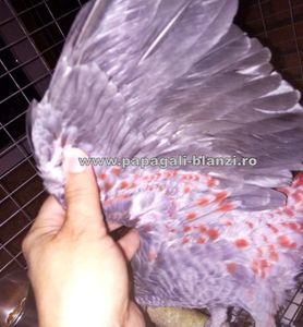 #papagaliblanzi Jako; African Grey Red Factor
