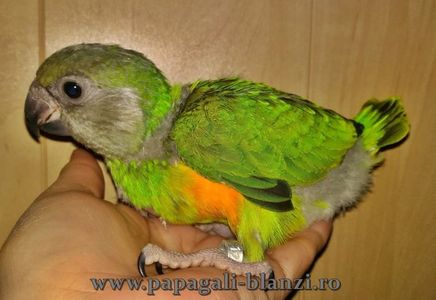 papagal Senegal