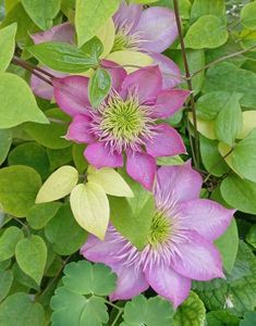 ; Clematis Kaiser
