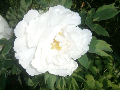 P4291761