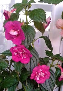 ; La mine au rasarit toti,sunt plini de boboci chir si cei care i-am ciupit de 4-5 ori..uni au rizomii maricei deja.
