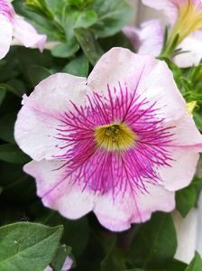 Petunia