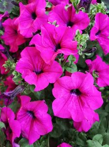 Petunia purple