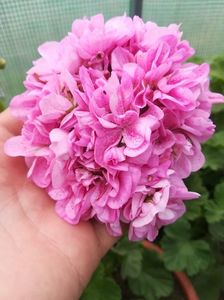 Double Pink Bird's Egg